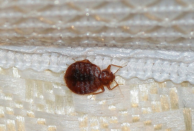 https://dieriteexterminating.com/wp-content/uploads/2015/04/bedbug3.jpg